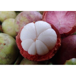 มังคุด นครศรีธรรมราช เก็บสดวันต่อวัน 5 กิโลกรัม