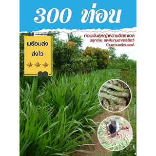 ท่อนพันธุ์หญ้าหวานอิสราเอล 300 ท่อน บ้านสวนพร้อมพงศ์