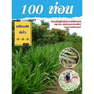 ท่อนพันธุ์หญ้าหวานอิสราเอล 100 ท่อน บ้านสวนพร้อมพงศ์