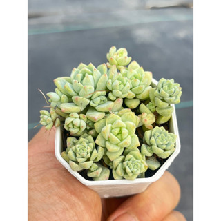 Echeveria Caramel Spirit cluster ไม้อวบนำ้ น่ารักๆ กระถาง 2 นิ้ว