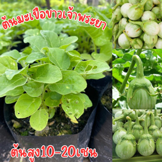 ต้นมะเขือขาวเจ้าพระยา ชุด4ต้น100บาท พร้อมส่ง