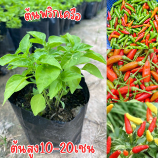 ต้นพริกเครือ ชุด4ต้น100บาท พร้อมส่ง