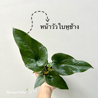 หน้าวัวใบหูช้าง Anthurium brownii