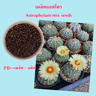 เมล็ดแอสโตรไฟตัม mix แคคตัส Astrophytum seeds 20++ เมล็ด