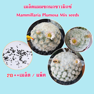 เมล็ดแมมขนนกขาว mix แคคตัส Mammillaria plumosa seeds 20++ เมล็ด