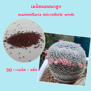 เมล็ดแมมนกฮูก mix แคคตัส Mammillaria microthele seeds 30++ เมล็ด