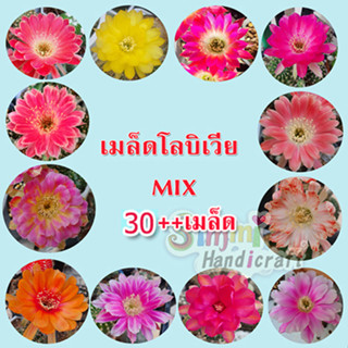 เมล็ดโลบิเวียคละสีดอก แคคตัส Lobivia seeds 30++ เมล็ด