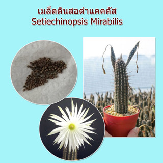 เมล็ดดินสอดำ แคคตัส Setiechinopsis Mirabilis 30++ เมล็ด