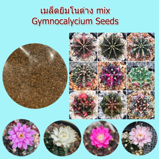 เมล็ดยิมโนคาไลเซียมด่าง mix แคคตัส Gymnocalycium seeds 30++ เมล็ด