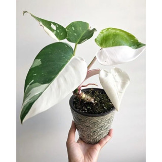 Plant By Mama | white princess philodendron ขนาด 4 นิ้ว