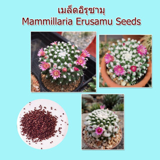 เมล็ดอิรุซามุแคคตัส Mammillaria Erusamu seeds 20++ เมล็ด