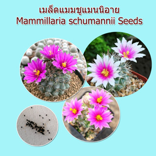 เมล็ดแมมชูแมนแคคตัส Mammillaria schumannii seeds 30++ เมล็ด