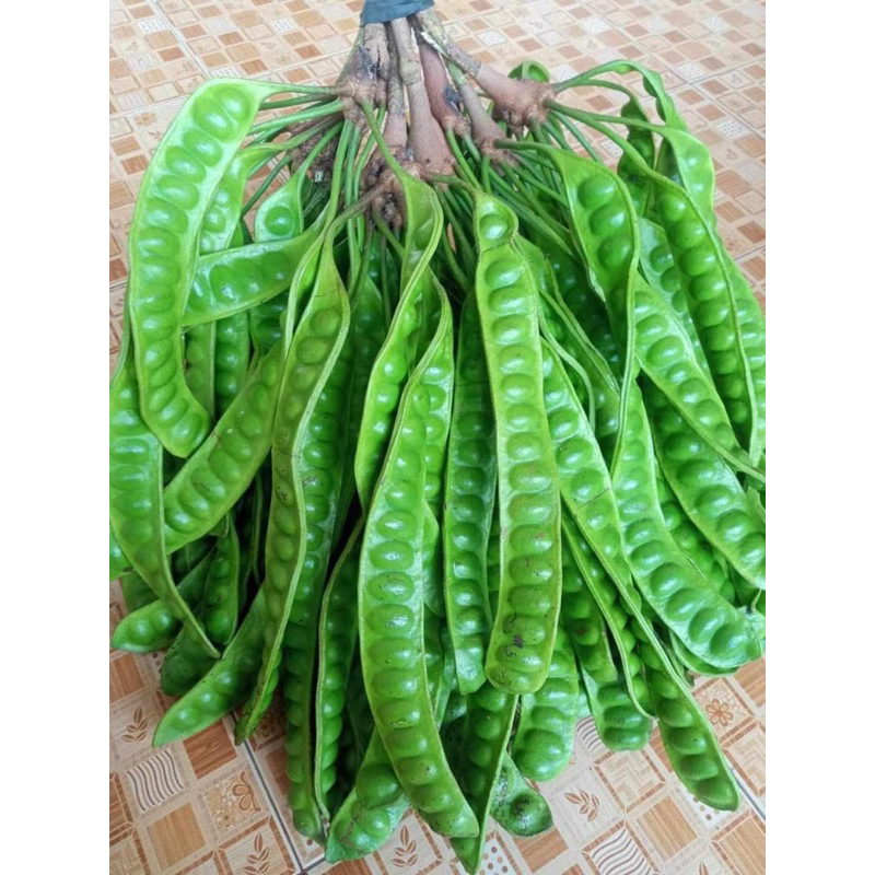 Vegetables 120 บาท ถูกสุดๆ‼️สะตอข้าว 10ฝัก1ชุด120฿  ไม่มีหนอน ปลูกเองตัดสดๆทุกวัน‼️ Food & Beverages