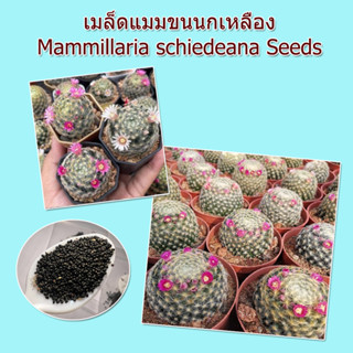 เมล็ดแมมขนนกเหลือง mix แคคตัส Mammillaria Schiedeana 30++ เมล็ด