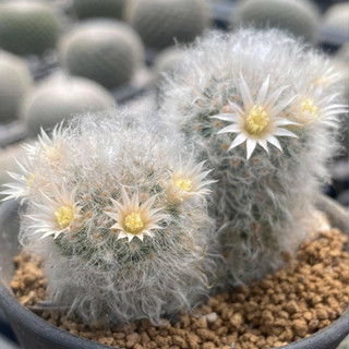 แมมขนแกะ แคคตัส Mammillaria Albicoma ปลูกรวม 2-3 ต้น ไม้เมล็ด