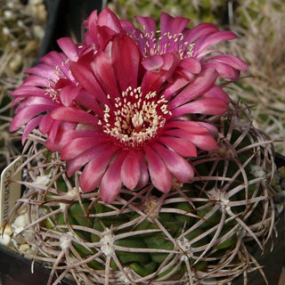 Gymnocalycium carminanthum P 133 แคคตัส กระบองเพชร cactus ยิมโนคาไลเซียม ไม้ประดับ ไม้สะสม