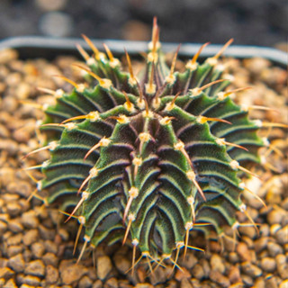 Gymnocalycium friedrichii v. moserianum P435(Lb79) hybrid แคคตัส cactus