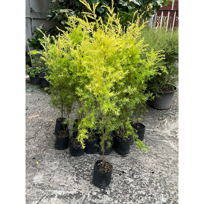 ต้นหลิวทองนำโชค (ซื้อ3 แถม 1)ไม้มงคลฟอกอากาศ(ขนาดถุง 6 นิ้ว)