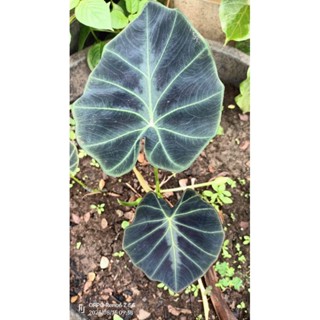 Colocasia dark shadows