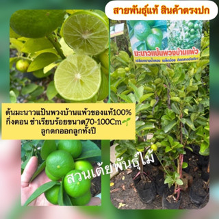 ต้นมะนาวแป้นพวงบ้านแพ้วของแท้100% กิ่งตอน ชำเรียบร้อยขนาด40-100Cm🌱 ออกลูกดกเป็นมะนาวที่มีความหอม เปลืองบางมากๆ พร้อมปลูก