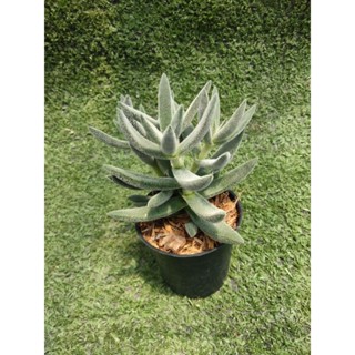 ต้นคลาสซูล่า Tenelli [ Crassula Tenelli ]ในกระถาง2"