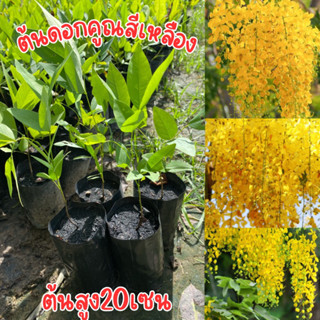 #ต้นดอกคูณสีเหลือง หรือต้นราชพฤกษ์ ชุด4ต้น80บาท พร้อมส่ง