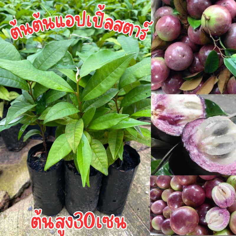 ต้นเเอปเปิ้ลสตาร์หรือหมากน้ำนม พร้อมส่ง ชุด4ต้น80บาท
