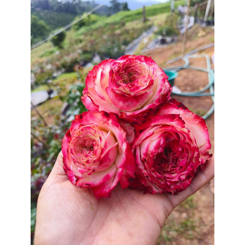 กุหลาบ-แอปเปิ้ลแจ็ค​ APPLE​ JACK สีเขียวขอบแดงดอกใหญ่