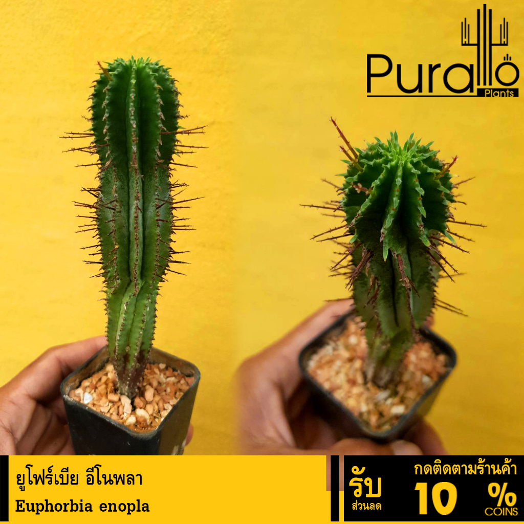 ต้นยูโฟร์เบีย อีโนพลา Euphorbia enopla #Euphorbia #ยูโฟร์เบีย