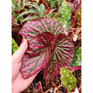 begonia Exotica pink บีโกเนียเอ็กโซติก้าพิ้งค์