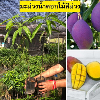 🥭มะม่วงน้ำดอกไม้สีม่วง🥭 🌼รสชาติหวาน มีกลิ่นหอมเฉพาะตัว🌼 🌲ความสูงต้น 45-50 ซม.🌲