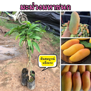 🥭มะม่วงมหาชนก🥭 🌼รสชาติหวาน หอม เนื้อแน่น เปลือกหนา เมล็ดลีบบาง🌼 🌲ความสูง 45-50 ซม.🌲