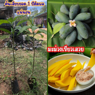 🥭มะม่วงเขียวเสวย🥭 🌼เมื่อแก่จัดจนถึงเนื้อเหลือง มีรสมันอร่อยมาก🌼 🌲ความสูง 45-50 ซม.🌲