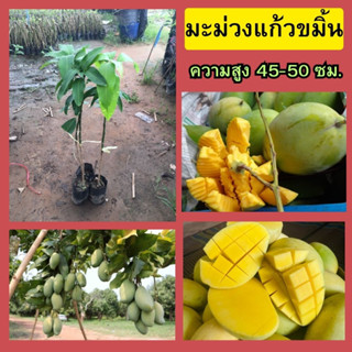 🥭มะม่วงแก้งขมิ้น🥭 🌼เปรี้ยวหวานกำลังดี กลิ่นหอม เนื้อแน่นกรอบเล็กน้อย🌼 🌲ความสูง 45-50 ซม.🌲