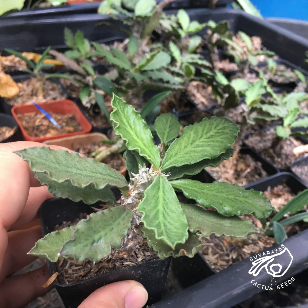 ไดโนเสาร์ ยูโฟเบีย ใบหยิก ยูโฟร์เบีย แคคตัส Euphorbia decaryi cylindrifolia ambovombensis ยู โฟร์ เบ