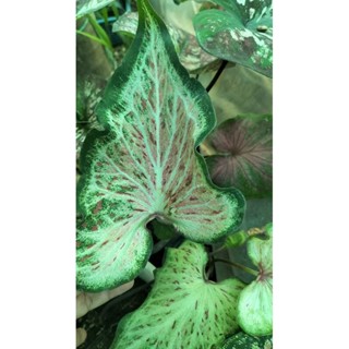 บอนสีหนุมานเชิญธงcaladium