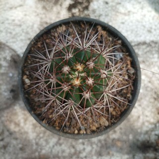 malocactusหนามแดงขนาดกระถาง3นิ้ว