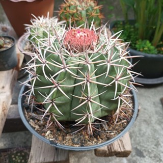 melocactusต้นใหญ่มีดอกแล้ว