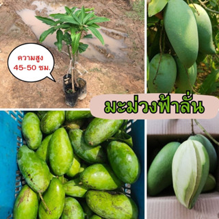 🥭มะม่วงฟ้าลั่น🥭 🌲รสชาติมันและหวานกรอบ ปลูกง่าย🌲 🌼ความสูง 45-50 ซม.🌼
