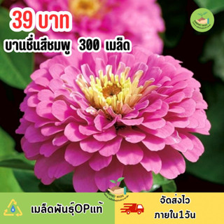 บานชื่นสีบานเย็น บรรจุ 300 เมล็ด