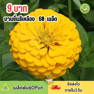 9 บาท เมล็ดพันธุ์ดอกบานชื่นกลีบซ้อนสีเหลือง 60 เมล็ด