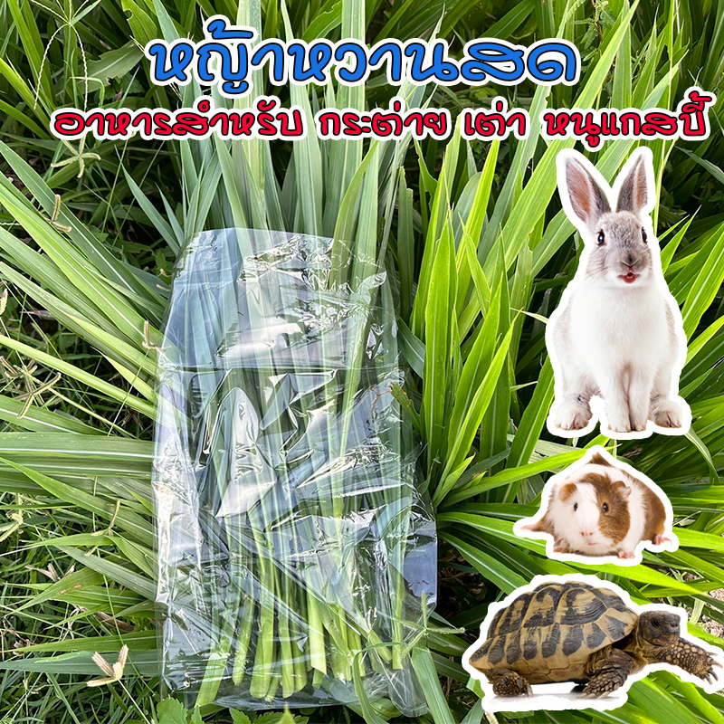 หญ้าหวานสด สำหรับกระต่าย เต่าหนูแกสบี้ ออแกร์นิค ปลอดสาร สะอาด ตัดเช้า ส่งบ่าย เน่าเหลืองเคลมร้านให้ 500g-1 กิโลกรัม
