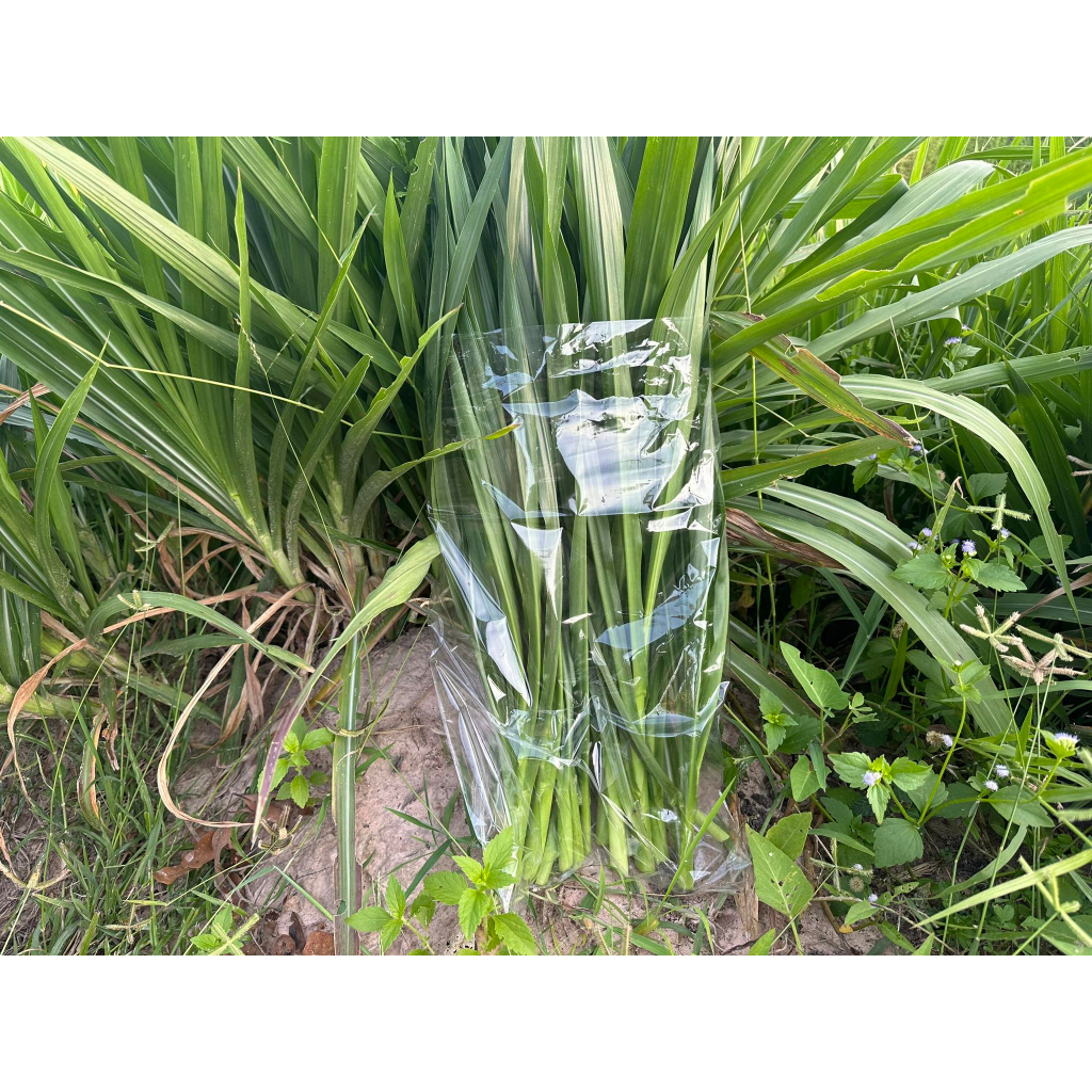 หญ้าหวานสด สำหรับกระต่าย เต่าหนูแกสบี้ ออแกร์นิค ปลอดสาร สะอาด ตัดเช้า ส่งบ่าย เน่าเหลืองเคลมร้านให้ 500g-1 กิโลกรัม - รูปที่ 2