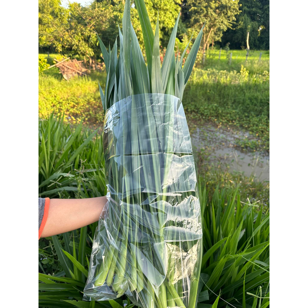 หญ้าหวานสด สำหรับกระต่าย เต่าหนูแกสบี้ ออแกร์นิค ปลอดสาร สะอาด ตัดเช้า ส่งบ่าย เน่าเหลืองเคลมร้านให้ 500g-1 กิโลกรัม - รูปที่ 3