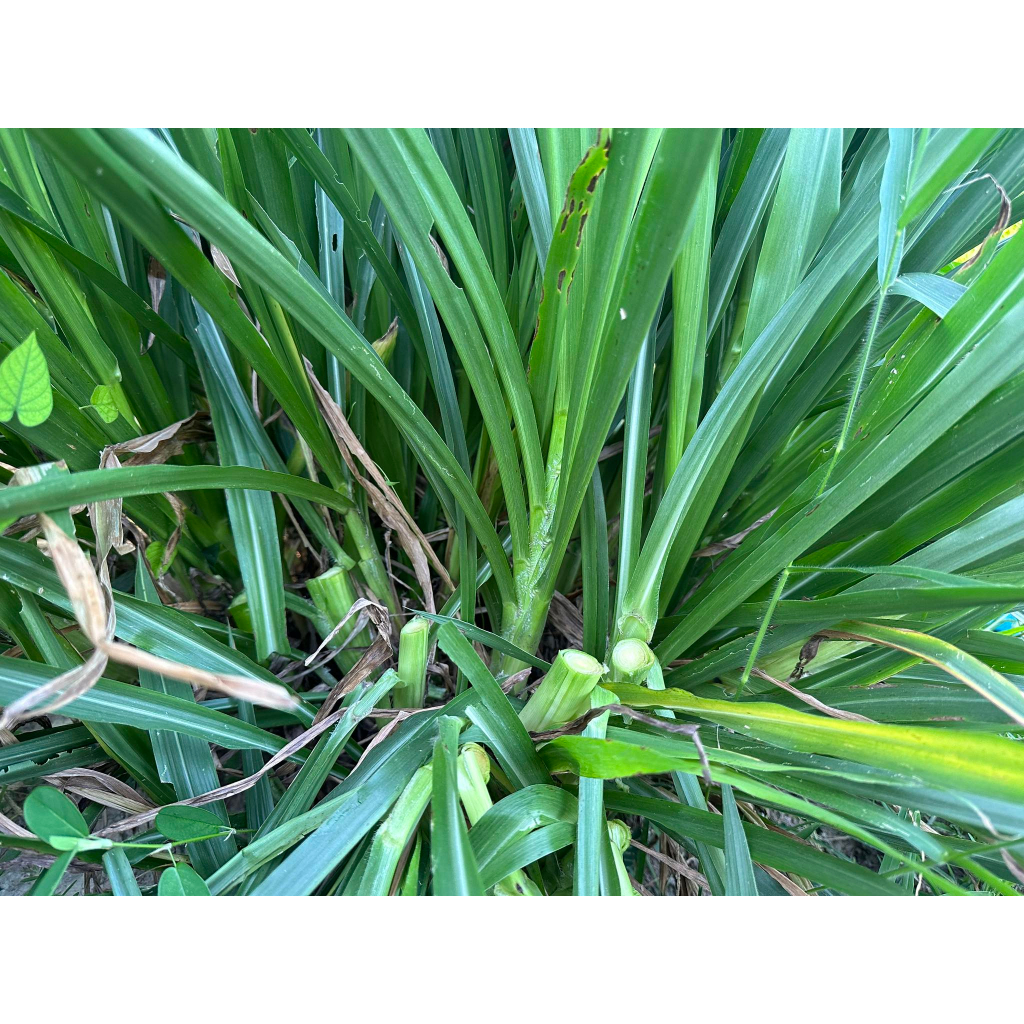 หญ้าหวานสด สำหรับกระต่าย เต่าหนูแกสบี้ ออแกร์นิค ปลอดสาร สะอาด ตัดเช้า ส่งบ่าย เน่าเหลืองเคลมร้านให้ 500g-1 กิโลกรัม - รูปที่ 4