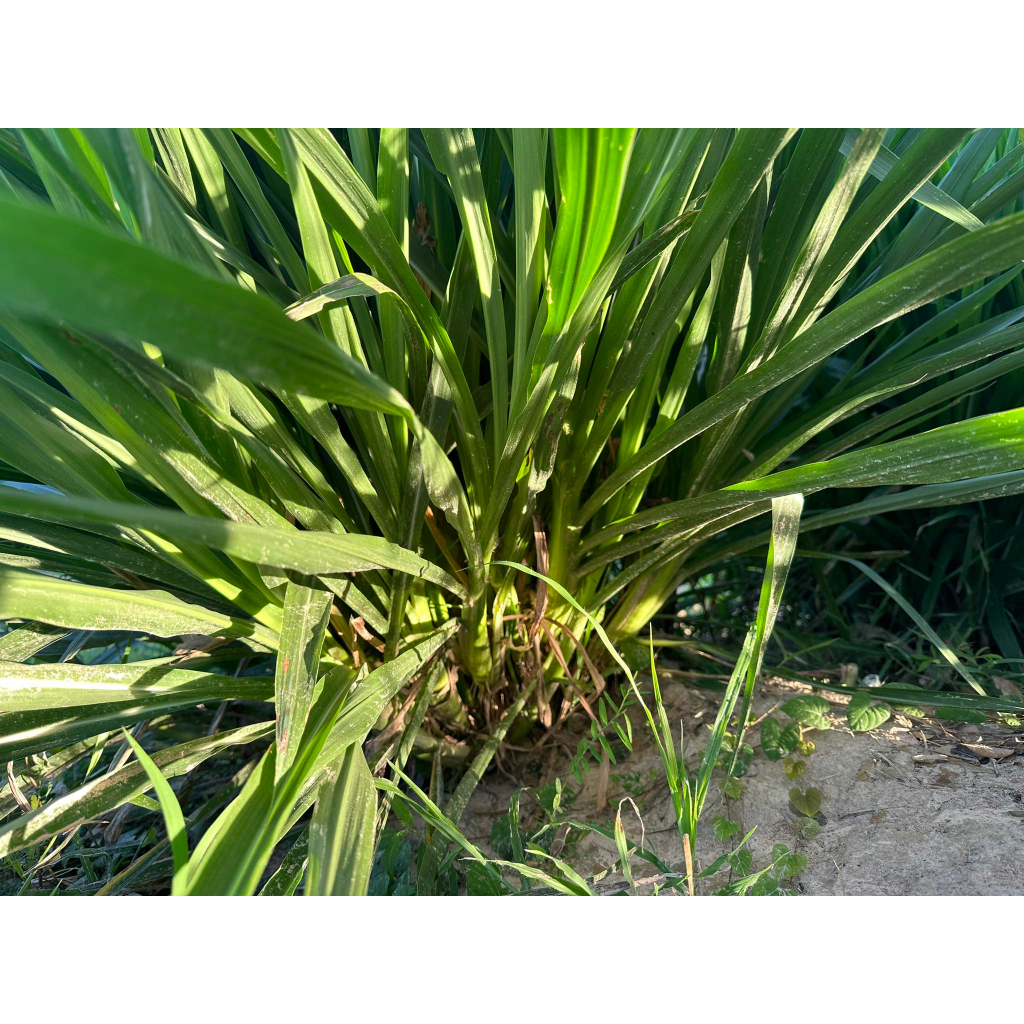 หญ้าหวานสด สำหรับกระต่าย เต่าหนูแกสบี้ ออแกร์นิค ปลอดสาร สะอาด ตัดเช้า ส่งบ่าย เน่าเหลืองเคลมร้านให้ 500g-1 กิโลกรัม - รูปที่ 5