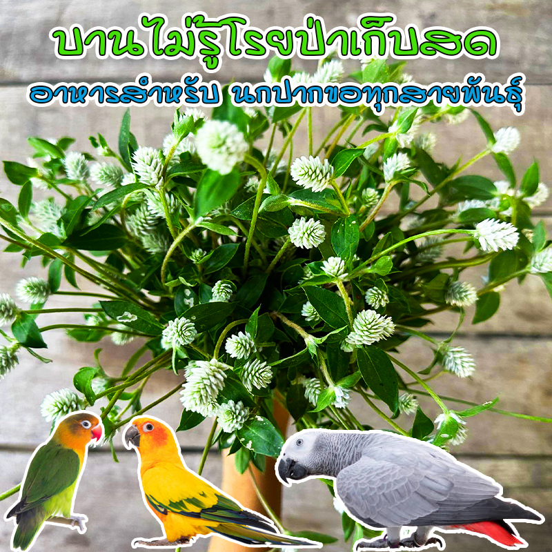 ดอกบานไม่รู้โรยป่า ดอกสีขาว 40-100 กรัม อาหารนกปาดขอ อาหารสัตว์
