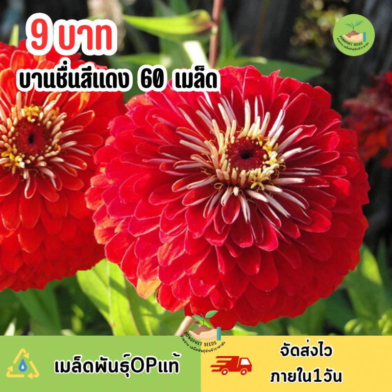 9 บาท เมล็ดพันธุ์ ดอกบานชื่นกลีบซ้อนสีแดง