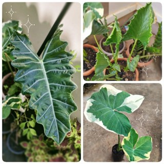 ต้นห่อเงินห่อทอง🌱ต้นแก้วสารพัดนึก🌱ต้นถุงเงินถุงทอง🌱ต้นไม้มงคล