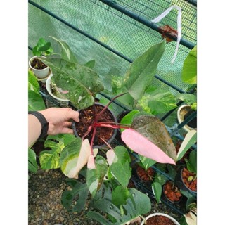 ฟิโลเดนดรอน พิ้งปริ้นเซส Philodendron ping princess